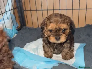 Shihpoo dogs Shihpoo’s for sale x3 - Advert 17