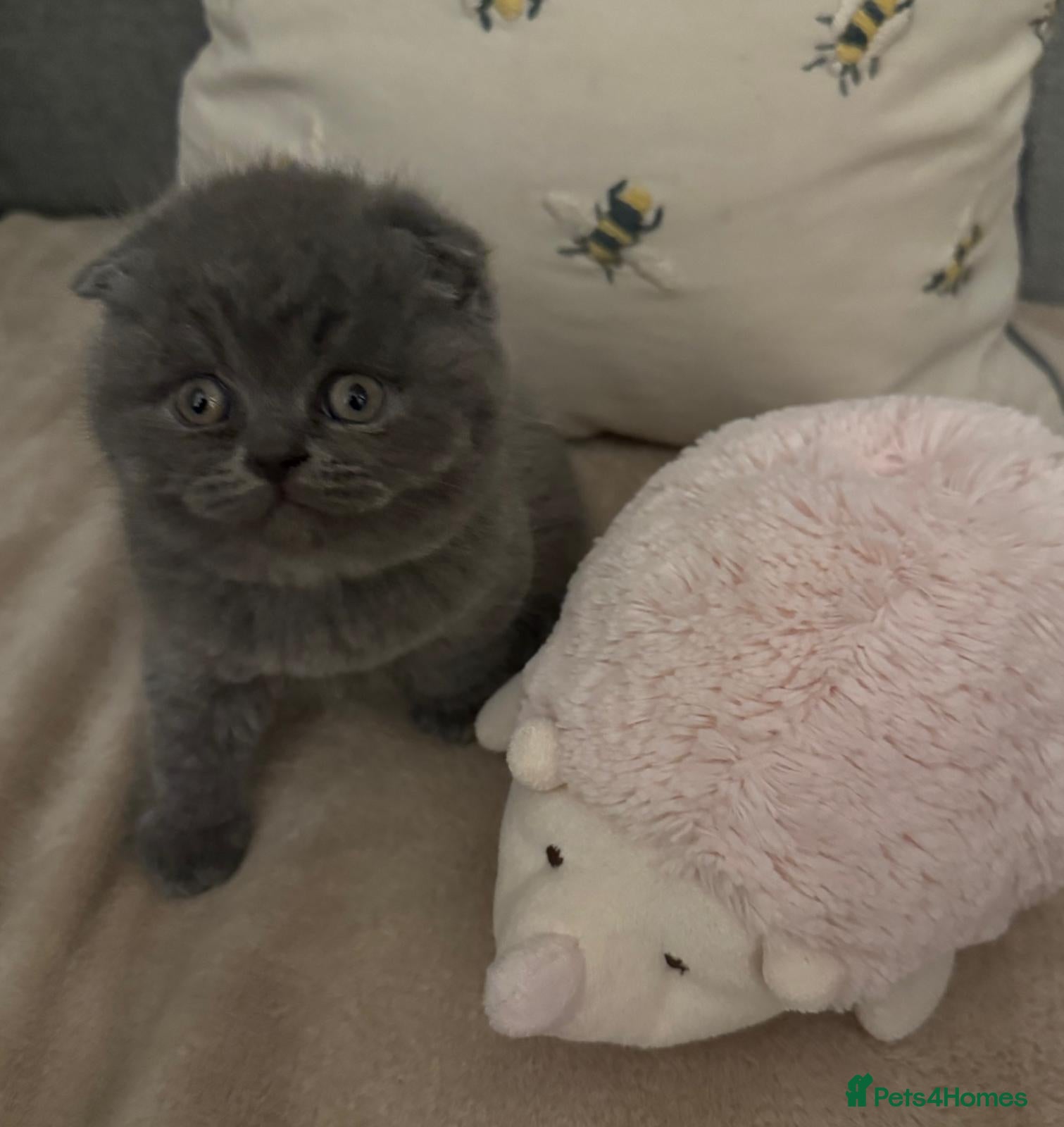 British Shorthair cats for sale: 5 spectacular kittens looking for new families. - Advert 1