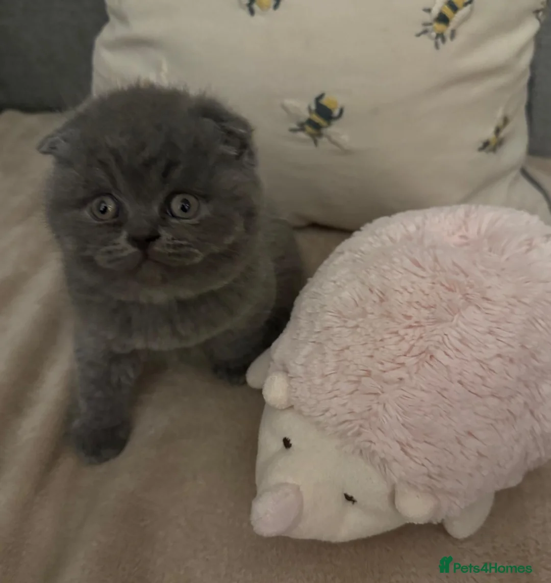 British Shorthair cats for sale: 5 spectacular kittens looking for new families. in Orpington - Advert 1