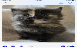 Maine Coon cats for sale: Beautiful supper fluffy mainecoon cross kittens - Image 1