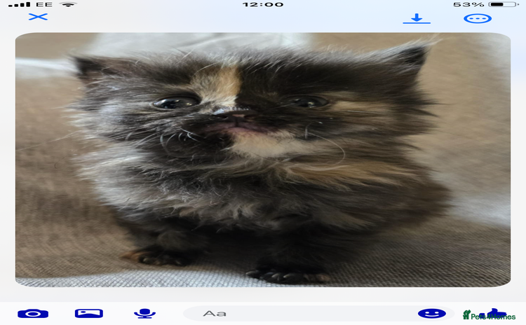 Maine Coon cats - Advert 14