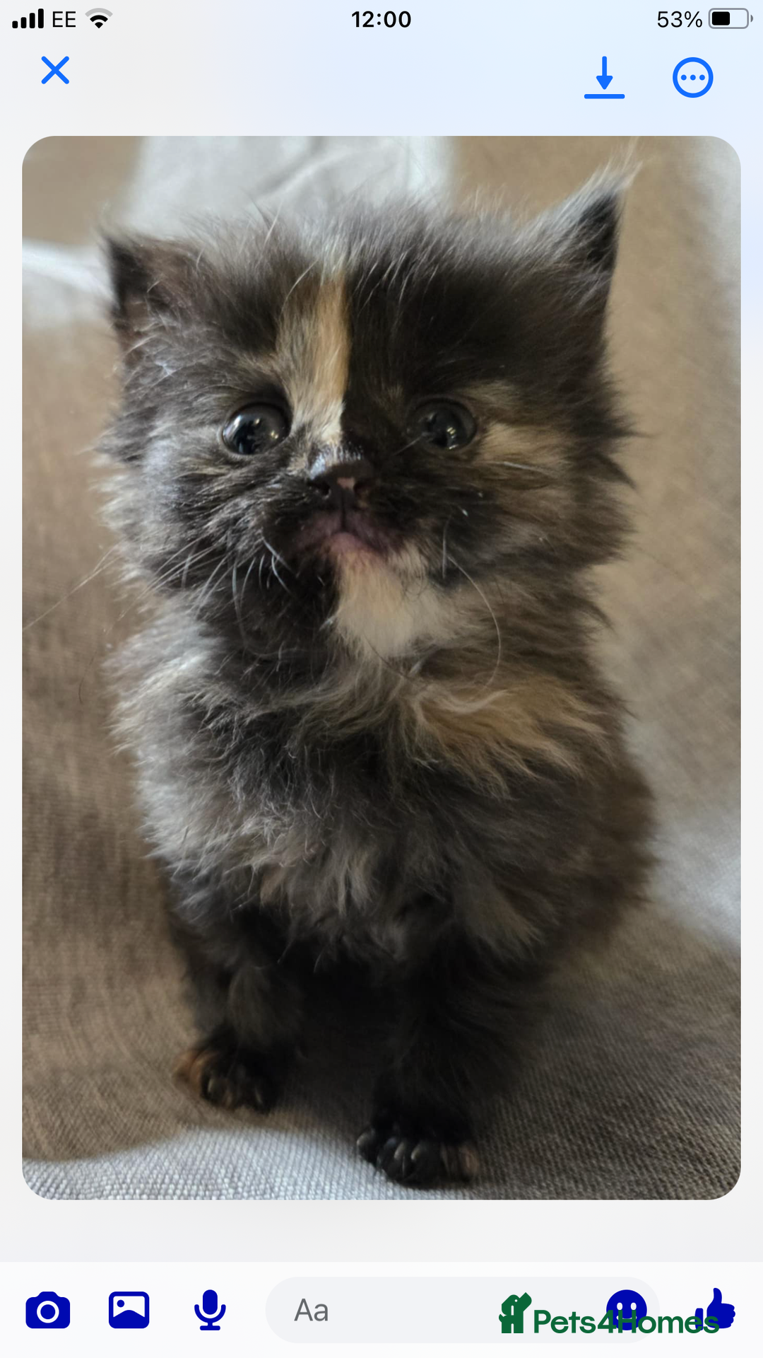 Maine Coon cats for sale: Beautiful supper fluffy mainecoon cross kittens - Image 1