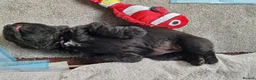 Newfoundland dogs for sale: KC Registered Black Newfoundland Puppies  - Advert 27
