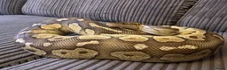 Python Snake reptiles for sale: Royal Python Collection Designer Morphs Females - Advert 15