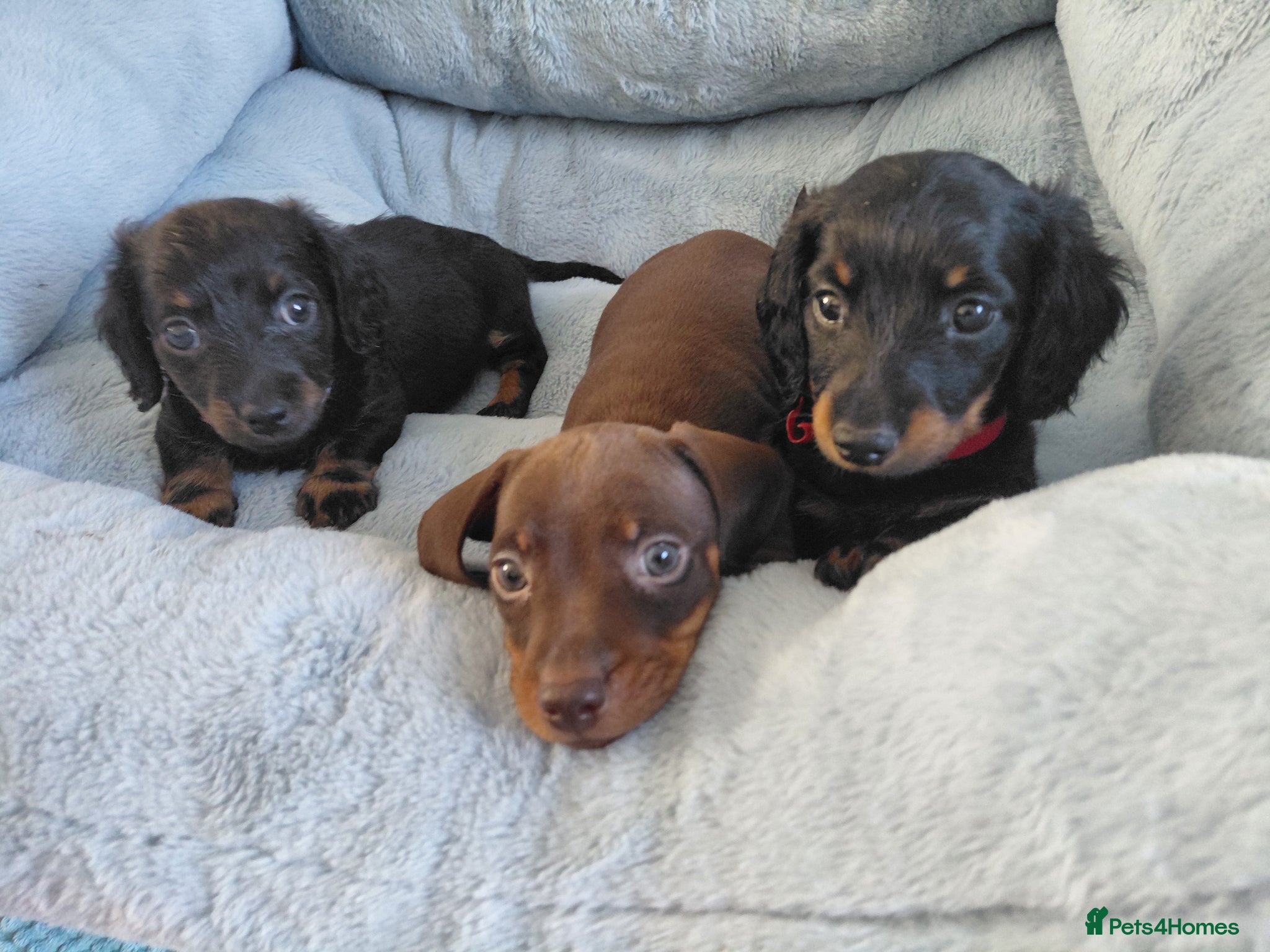 Miniature Dachshund dogs Miniature dachshund puppies  - Advert 1