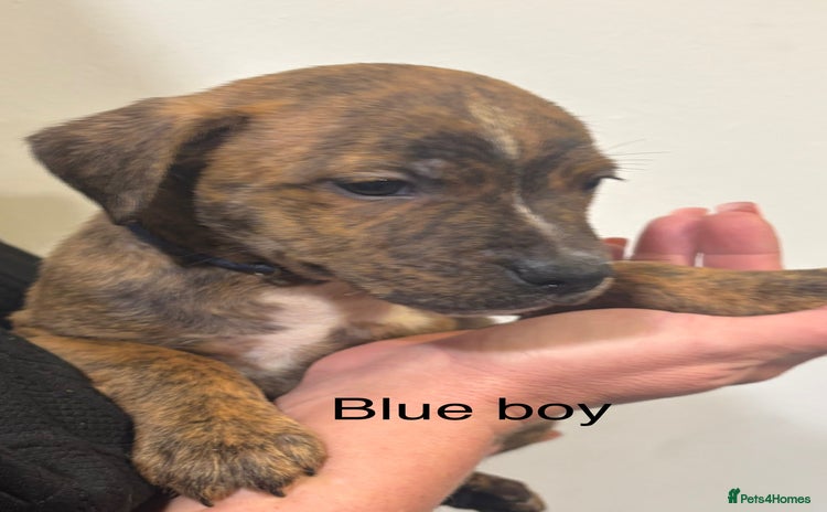 Staffordshire Bull Terrier dogs - Advert 3