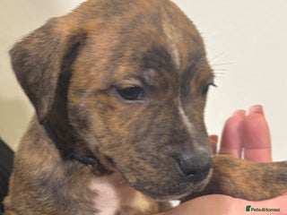 Staffordshire Bull Terrier dogs - Advert 5