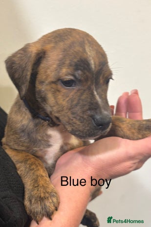 Staffordshire Bull Terrier dogs - Advert 3