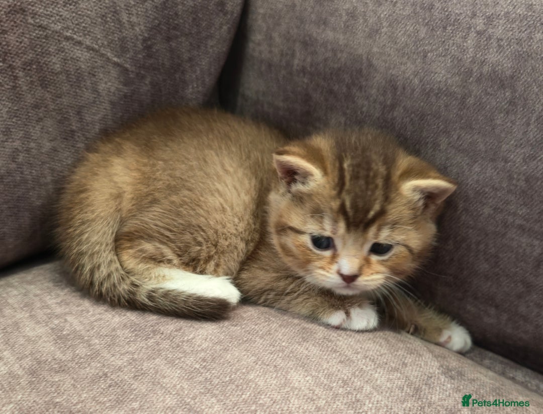 British Shorthair cats for sale: ULTRA RARE LION BEIGE BRITISH SHORT HAIR - Image 2