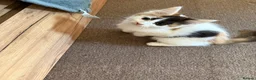 Mixed Breed cats for sale: gorgeous boys in Mansfield - Advert 17