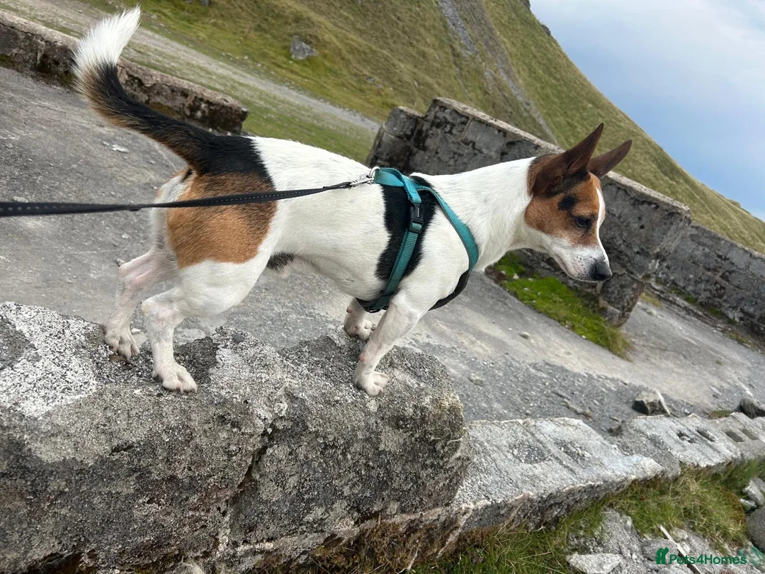 Mixed Breed dogs for sale: Teddy bear dog x Jack Russel  in Neath - Advert 2
