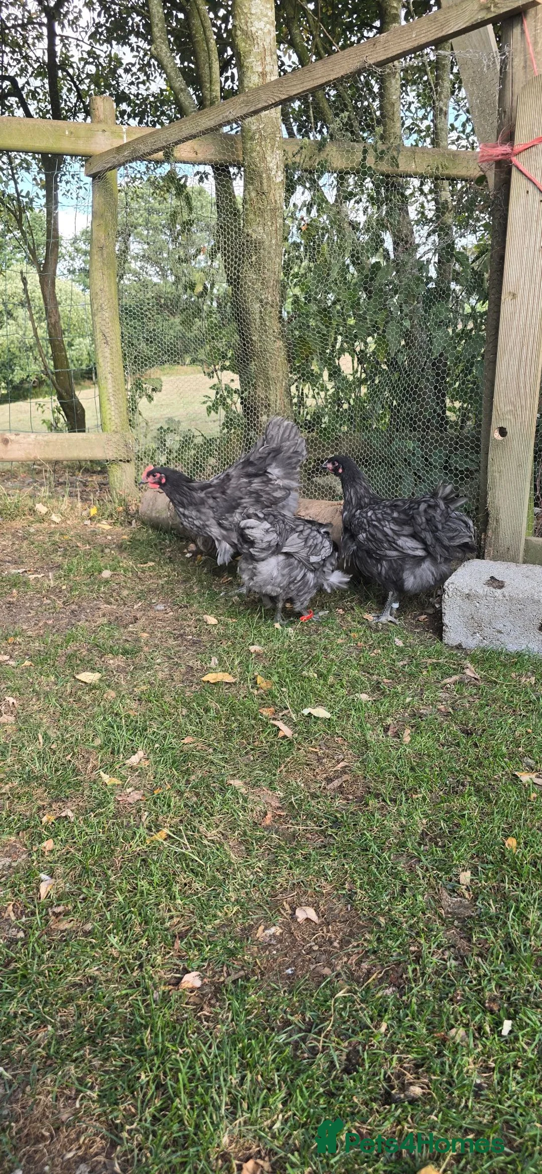 Chickens poultry for sale: Blue Jersey Giant Trio - Advert 10
