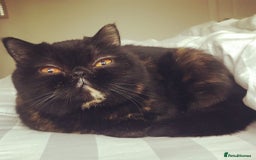 Persian cats for sale: Sad sale of my beautiful Persian  - Image 2