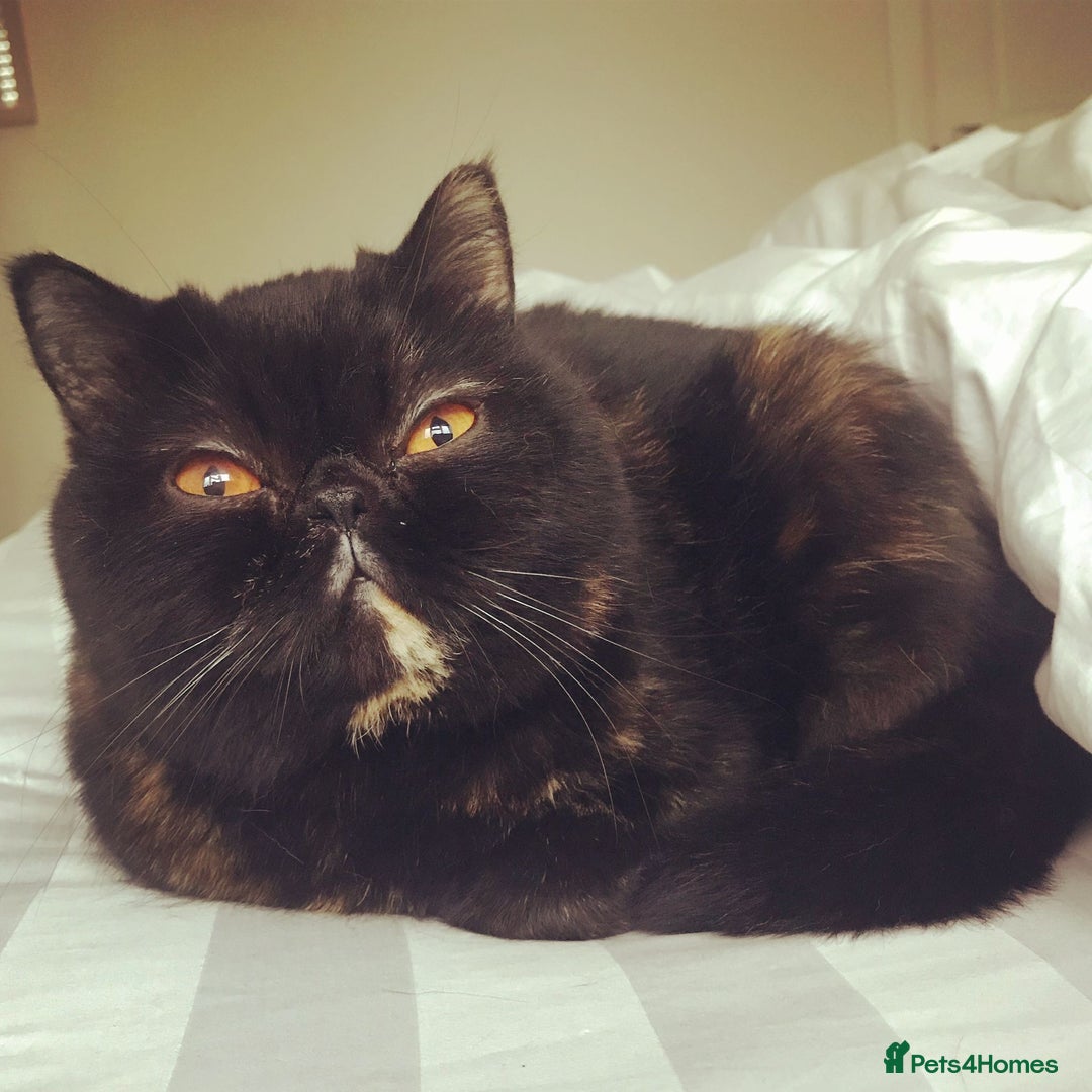 Persian cats for sale: Sad sale of my beautiful Persian  - Image 2