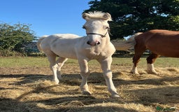 Welsh Section D horses for sale: 18 month old palomino filly - Image 1