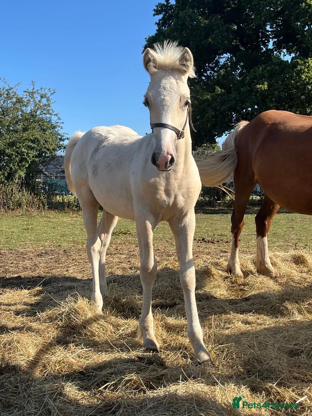 Welsh Section D horses for sale: 18 month old palomino filly - Image 1