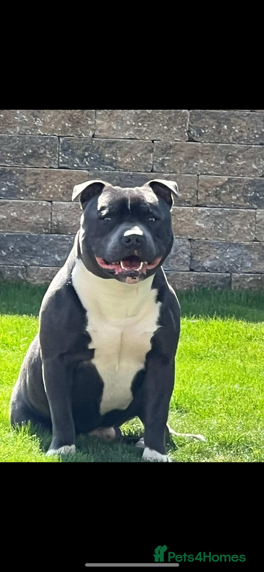 Staffordshire Bull Terrier dogs for stud: STORM - Image 7
