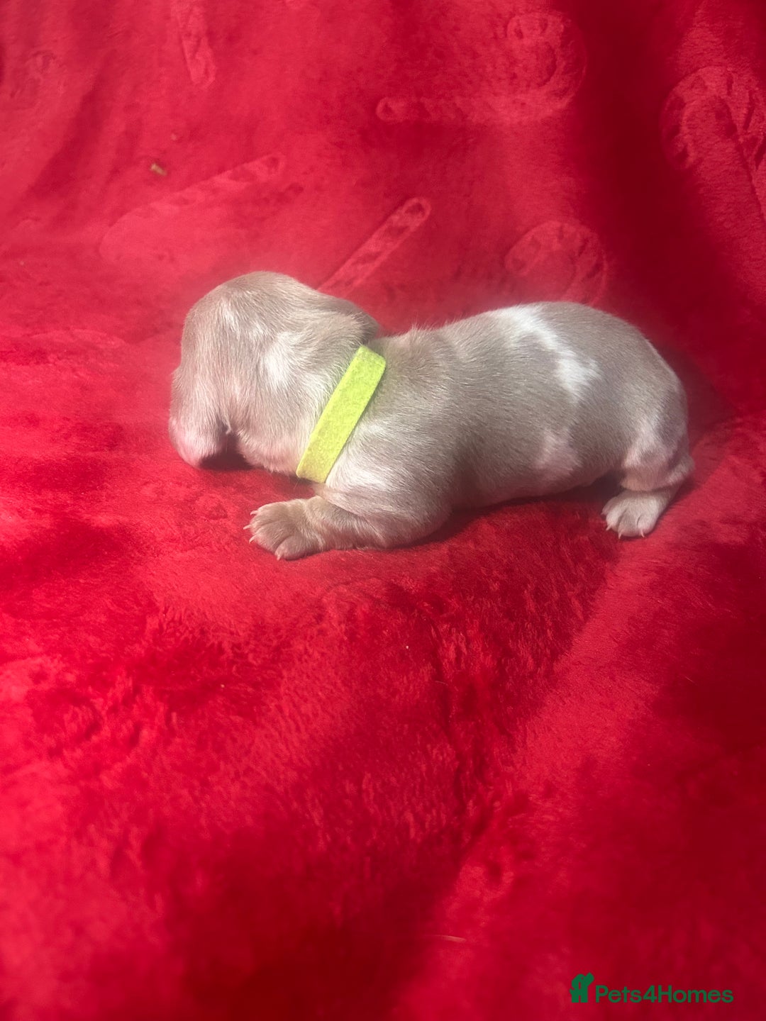 Miniature Dachshund dogs for sale: Isabella dapple Miniature dachshund  - Advert 16