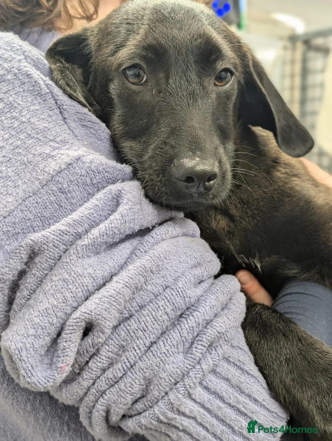 Mixed Breed dogs for adoption: Diesel - In Ayr Looking for a home - Advert 3