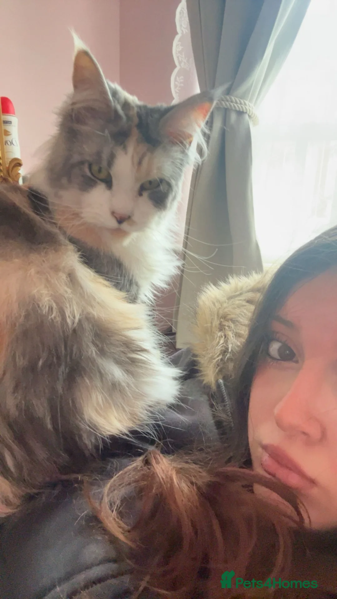 Maine Coon cats for sale: Lady! calico maine coon!  - Advert 2