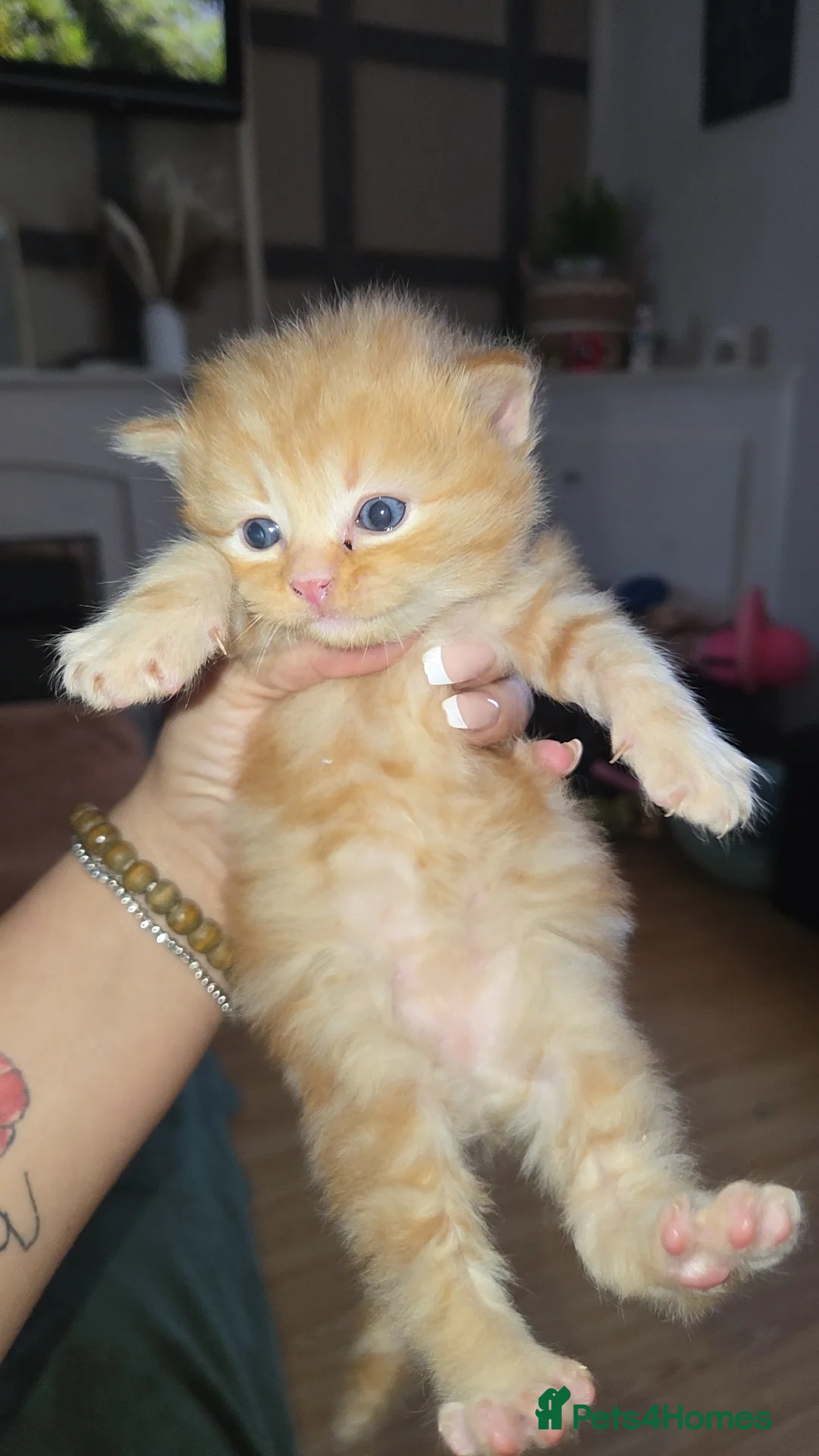 Mixed Breed cats for sale: BEAUTIFUL MIXED KITTENS - Advert 5