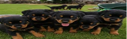 Rottweiler dogs for sale: GORGEOUS ROTTWEILLER PUPPIES - Advert 4