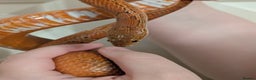 Corn Snake reptiles for sale: Mix of beautiful colourful corn snakes for sale - Advert 1