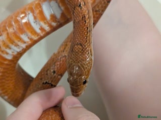 Corn Snake reptiles - Advert 1