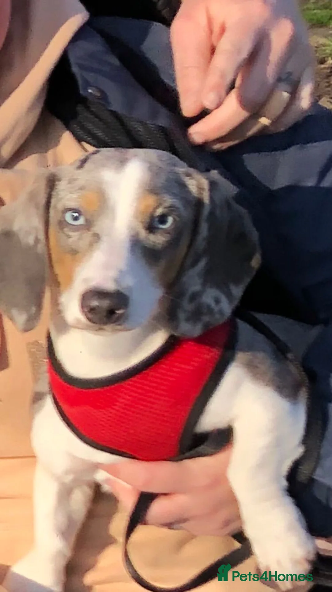 Miniature Dachshund dogs for stud: BLUE DAPPLE PIEBALD STUD CARRYING LONG HAIR CHOCO in Liverpool - Advert 10