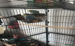 Budgerigars birds for sale: 2x Budgies Male + Female - Image 3