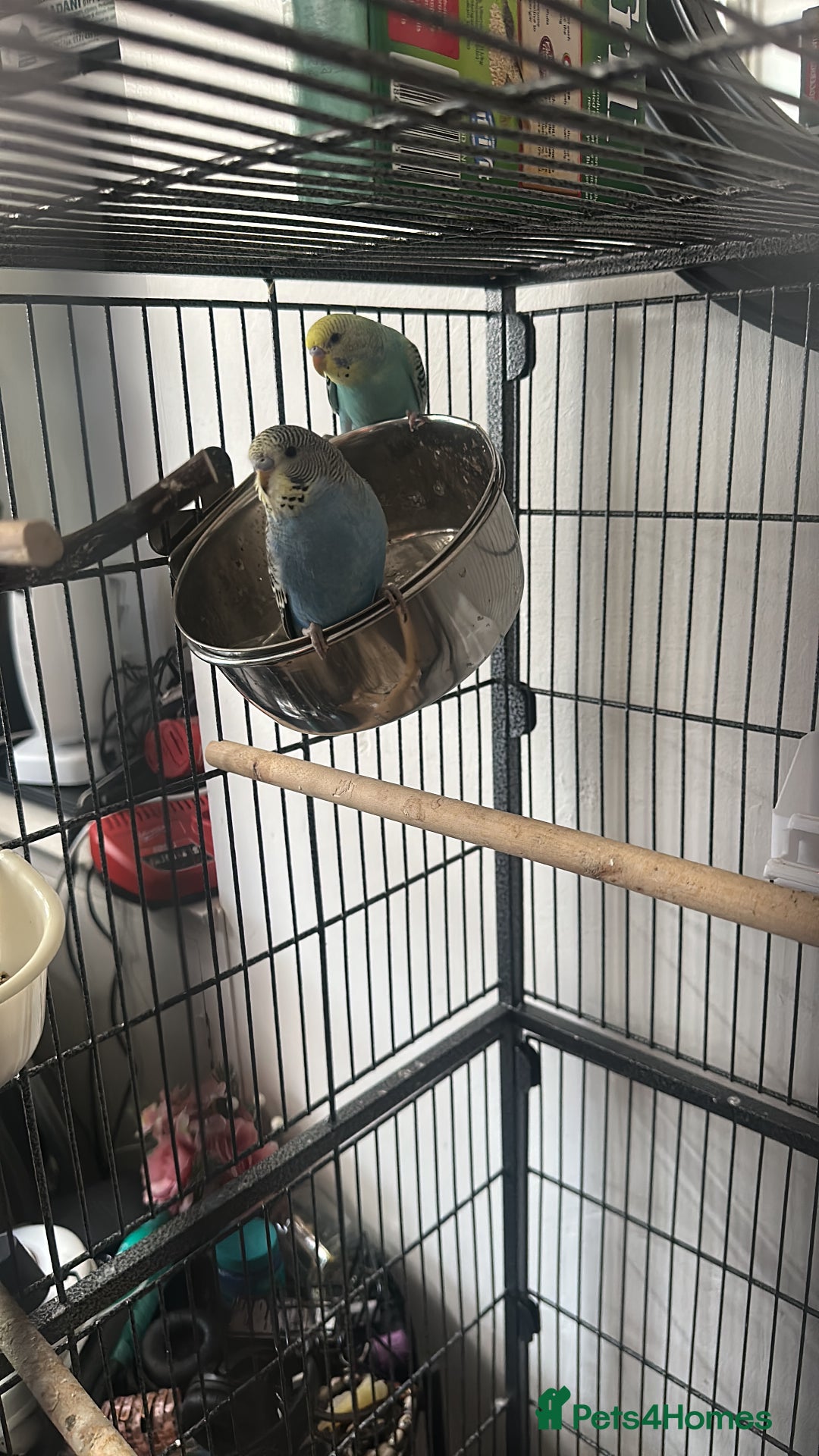 Budgerigars birds for sale: 2x Budgies Male + Female - Image 3