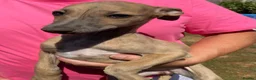 Whippet dogs for sale: Beautiful blue/brindle Whippets  - Advert 31