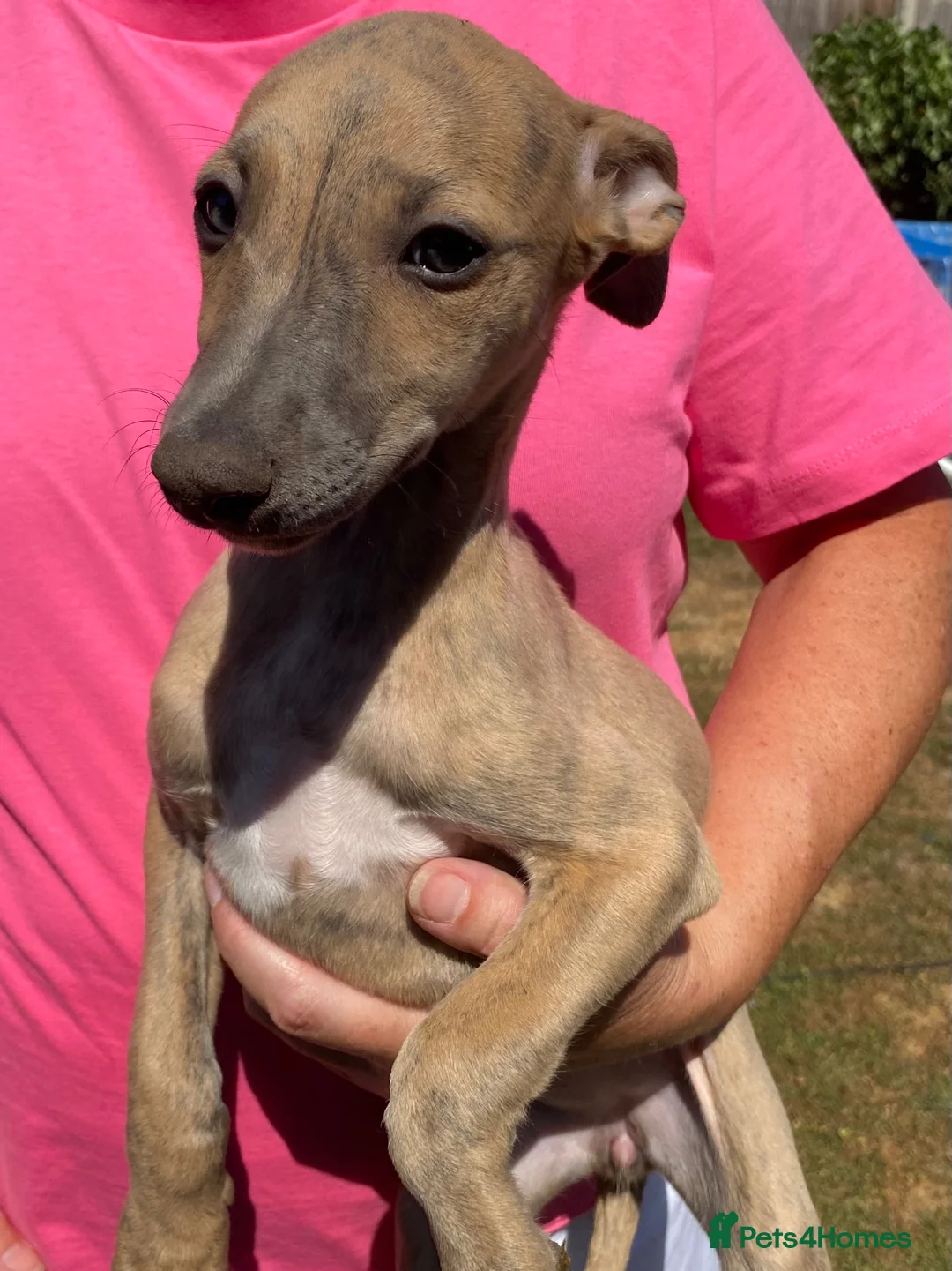 Whippet dogs for sale: Beautiful blue/brindle Whippets  - Advert 31