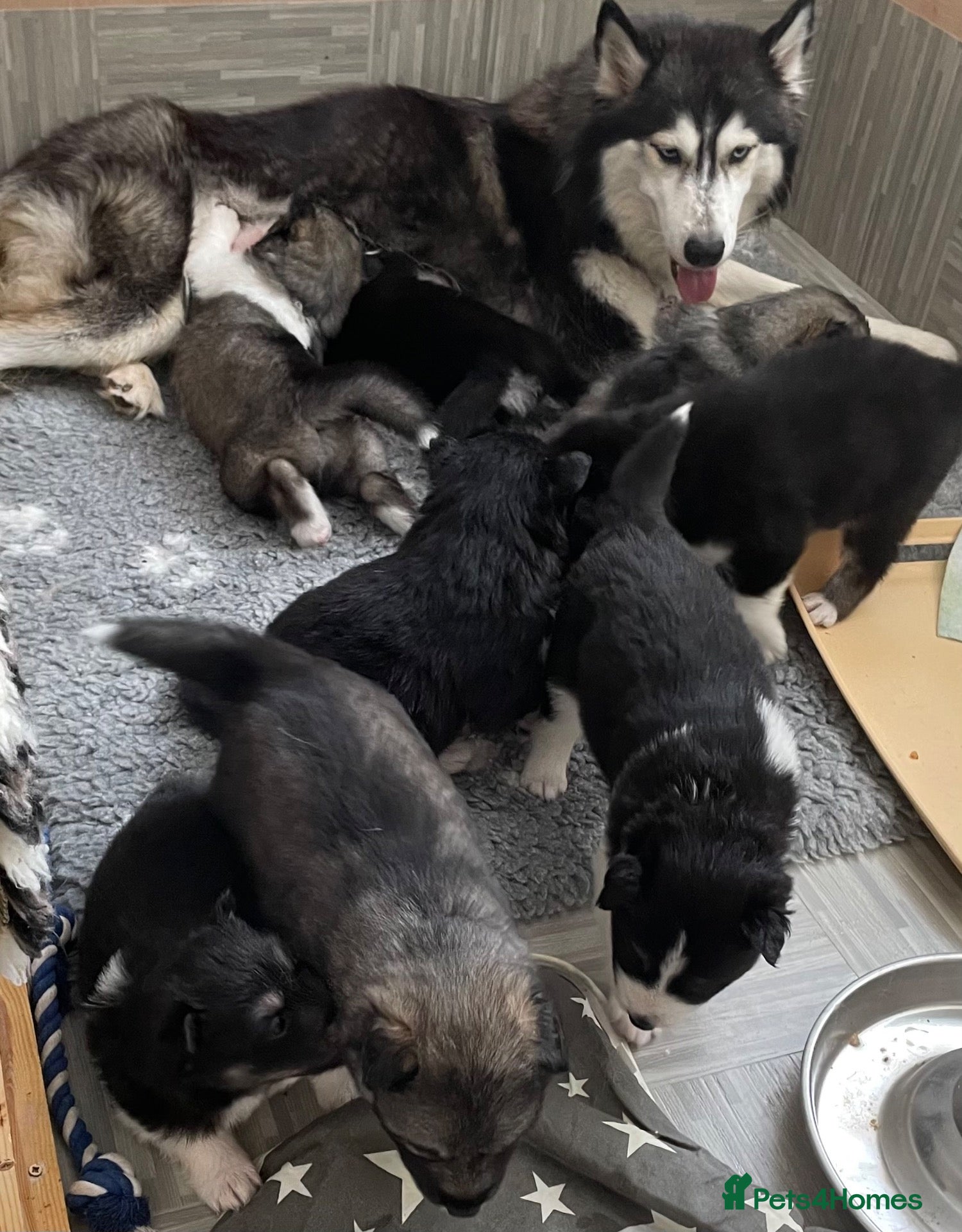 Siberian Husky dogs Lovely Siberian husky puppies - Advert 1