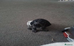 Cocker Spaniel dogs for sale: 1 beautiful cocker girl left ready to leave  - Advert 3