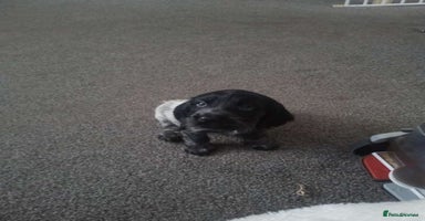 Cocker Spaniel dogs 1 beautiful cocker girl left ready to leave  - Advert 13