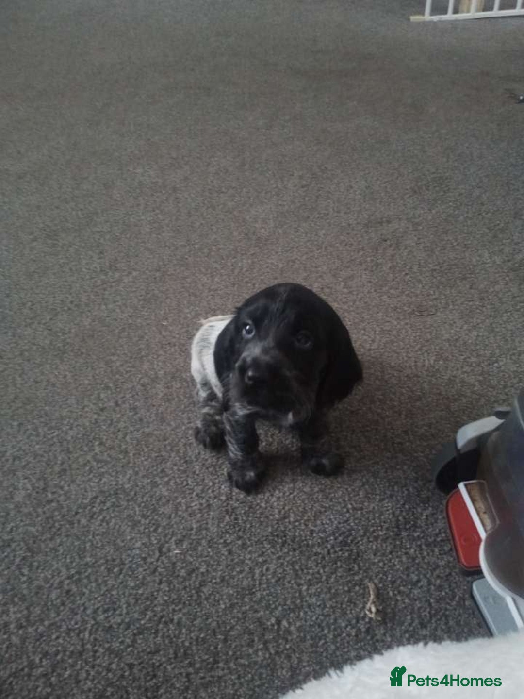 Cocker Spaniel dogs for sale: 1 beautiful cocker girl left ready to leave  - Advert 3