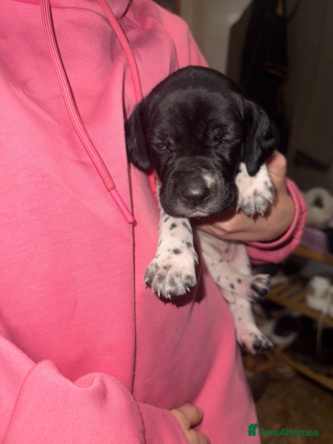 Pointer dogs for sale: Gorgeous English Pointers - Advert 11