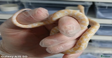Boa Snake reptiles - Advert 1