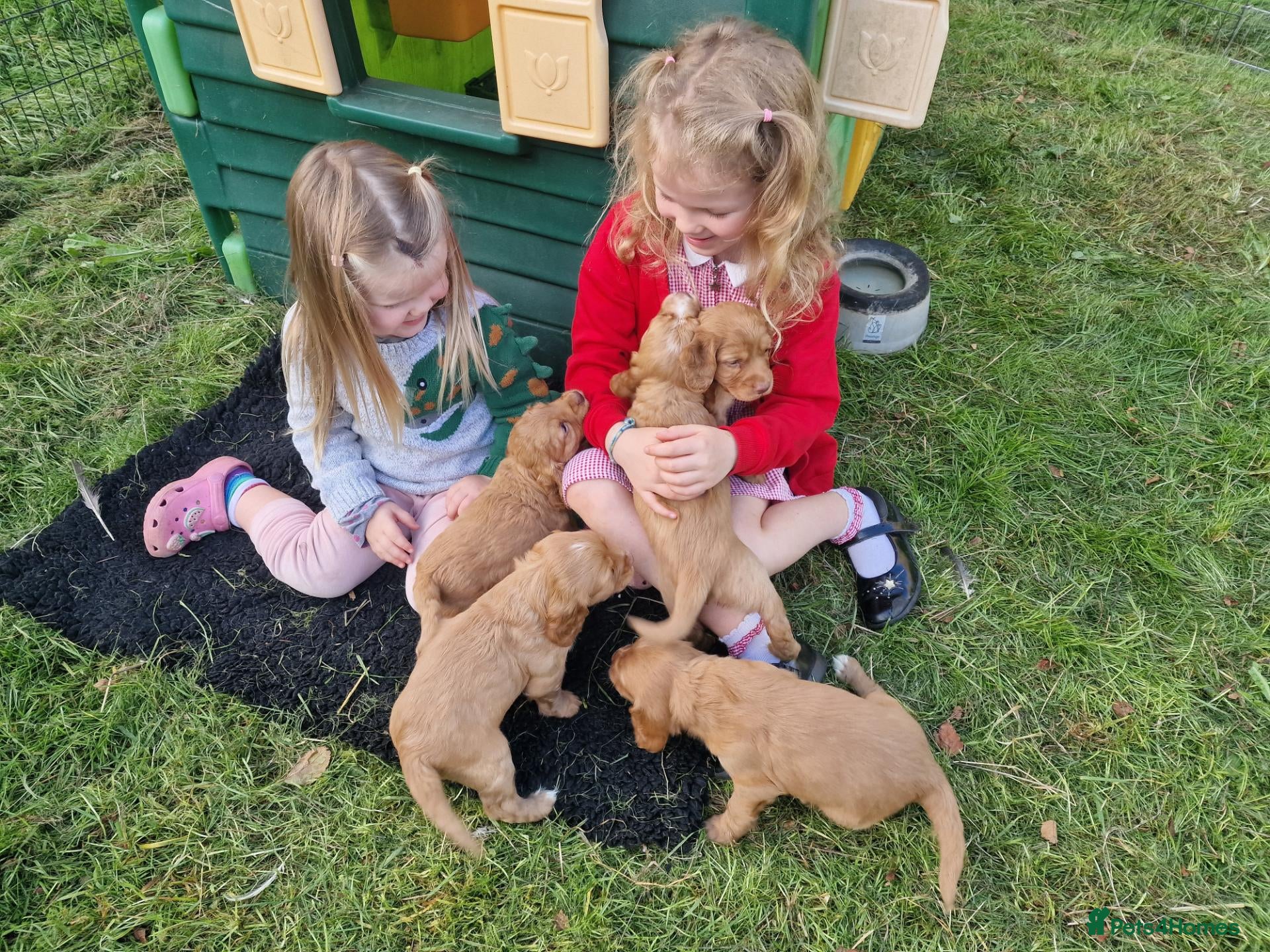 Cocker Spaniel dogs Chunky cocker spaniel puppies - Advert 1