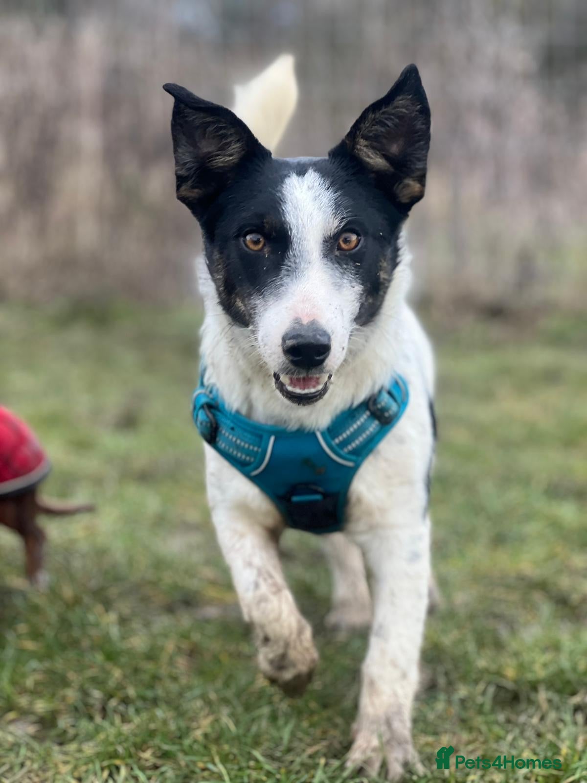 Mixed Breed dogs Gorgeous little Andor looking for love - Advert 17