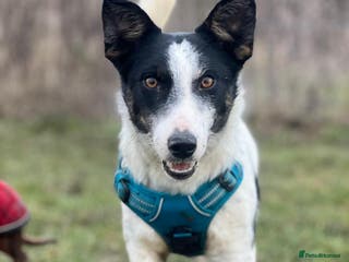 Mixed Breed dogs Gorgeous little Andor looking for love - Advert 17