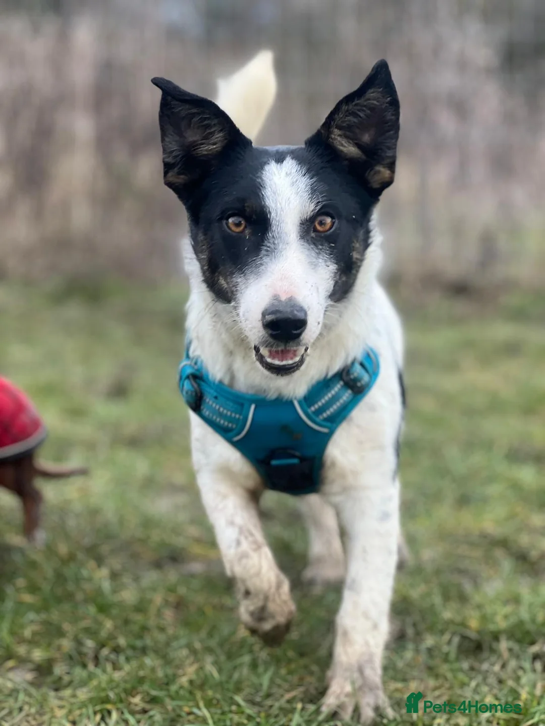 Mixed Breed dogs for adoption: Gorgeous little Andor looking for love - Advert 1