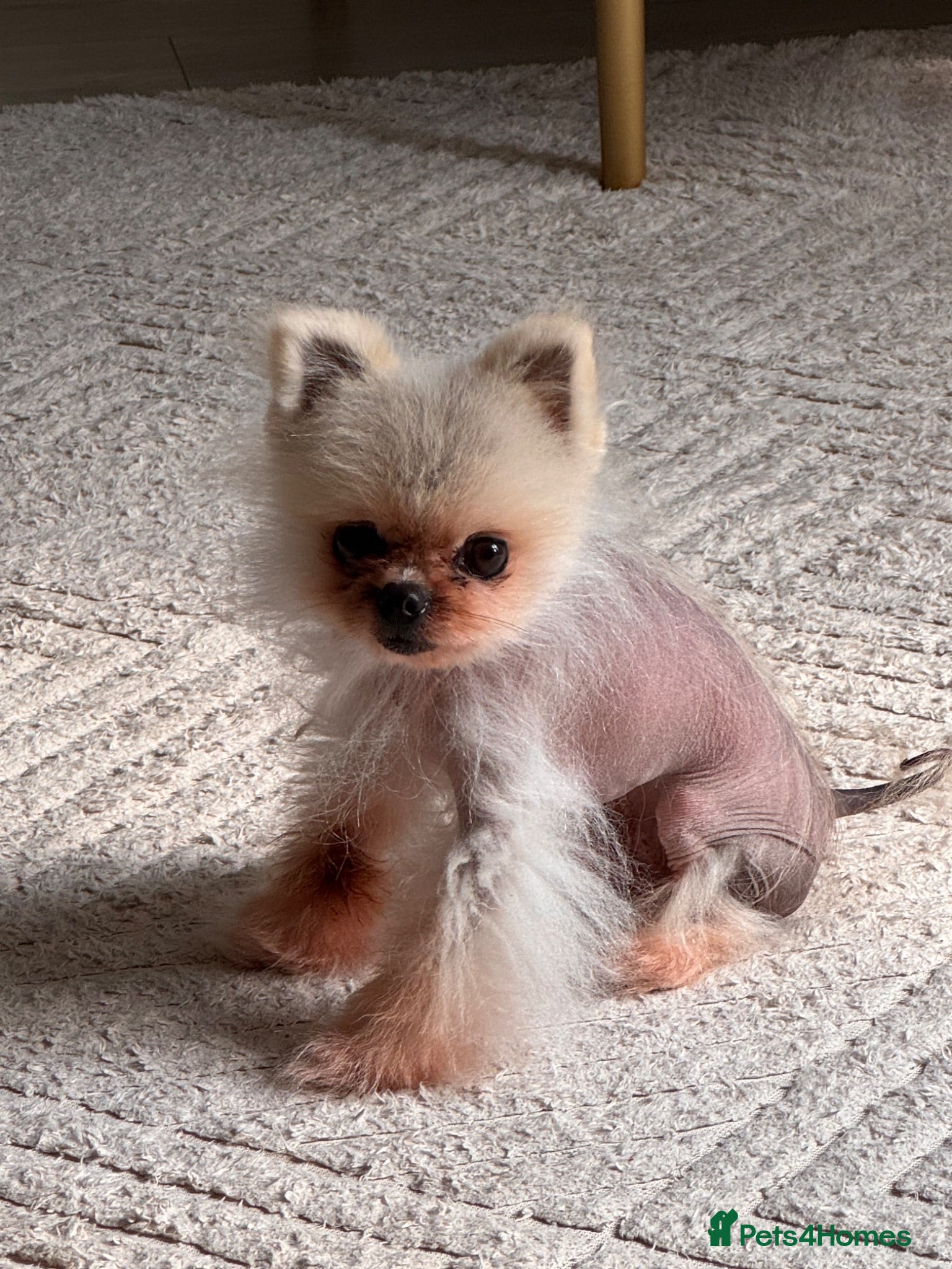 Pomeranian dogs Simba male Pomeranian  - Advert 1