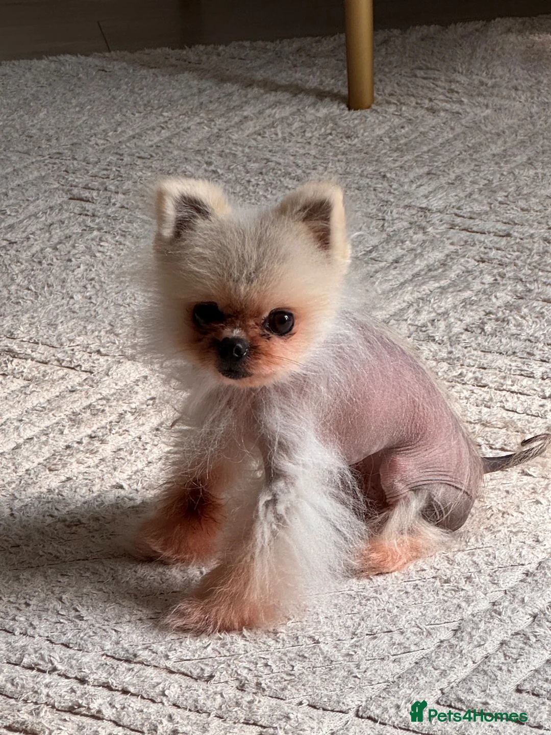 Pomeranian dogs for sale: Simba male Pomeranian  - Advert 1
