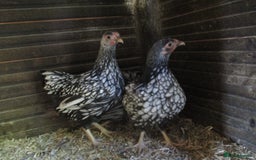 Chickens poultry for sale: Silver Laced Wyandotte Bantam Hens - Image 4
