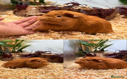 Guinea Pig rodents for sale: ✨Lots of Baby boy Guinea Pigs ✨🐹🩵 - Image 25