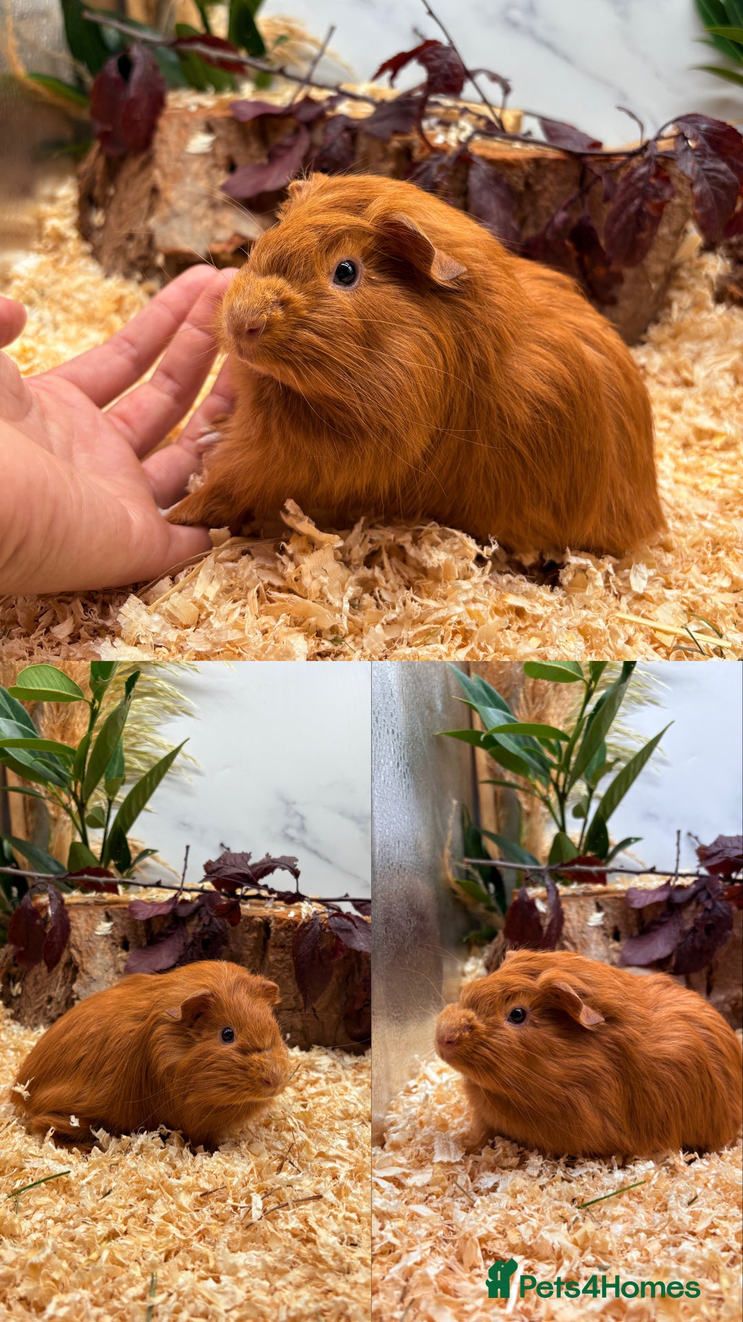 Guinea Pig rodents for sale: ✨Lots of Baby boy Guinea Pigs ✨🐹🩵 - Image 25