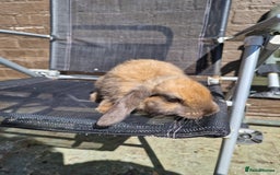 English Lop rabbits for sale: Happy and healthy little beauties - Image 6