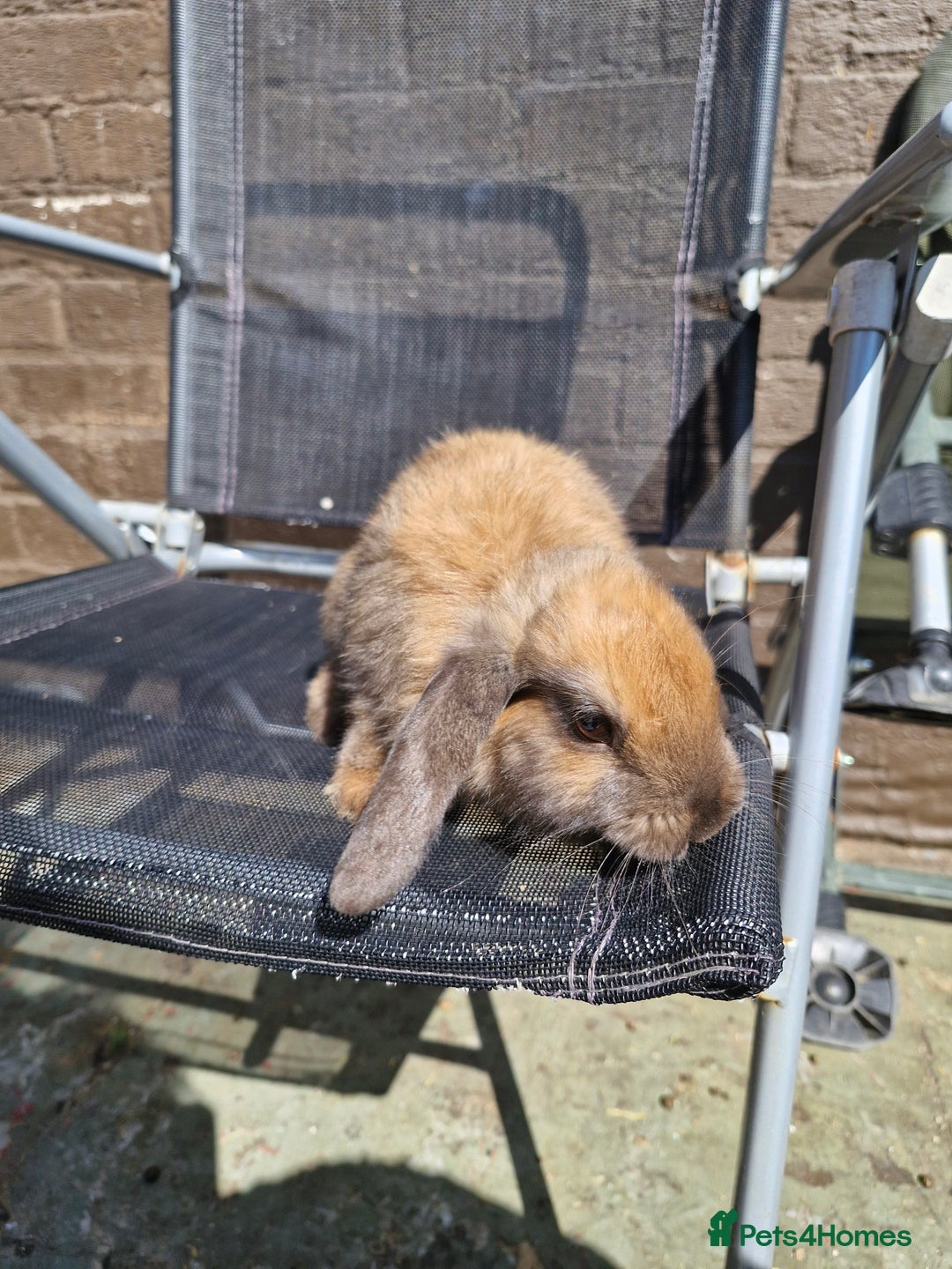 English Lop rabbits for sale: Happy and healthy little beauties - Image 6